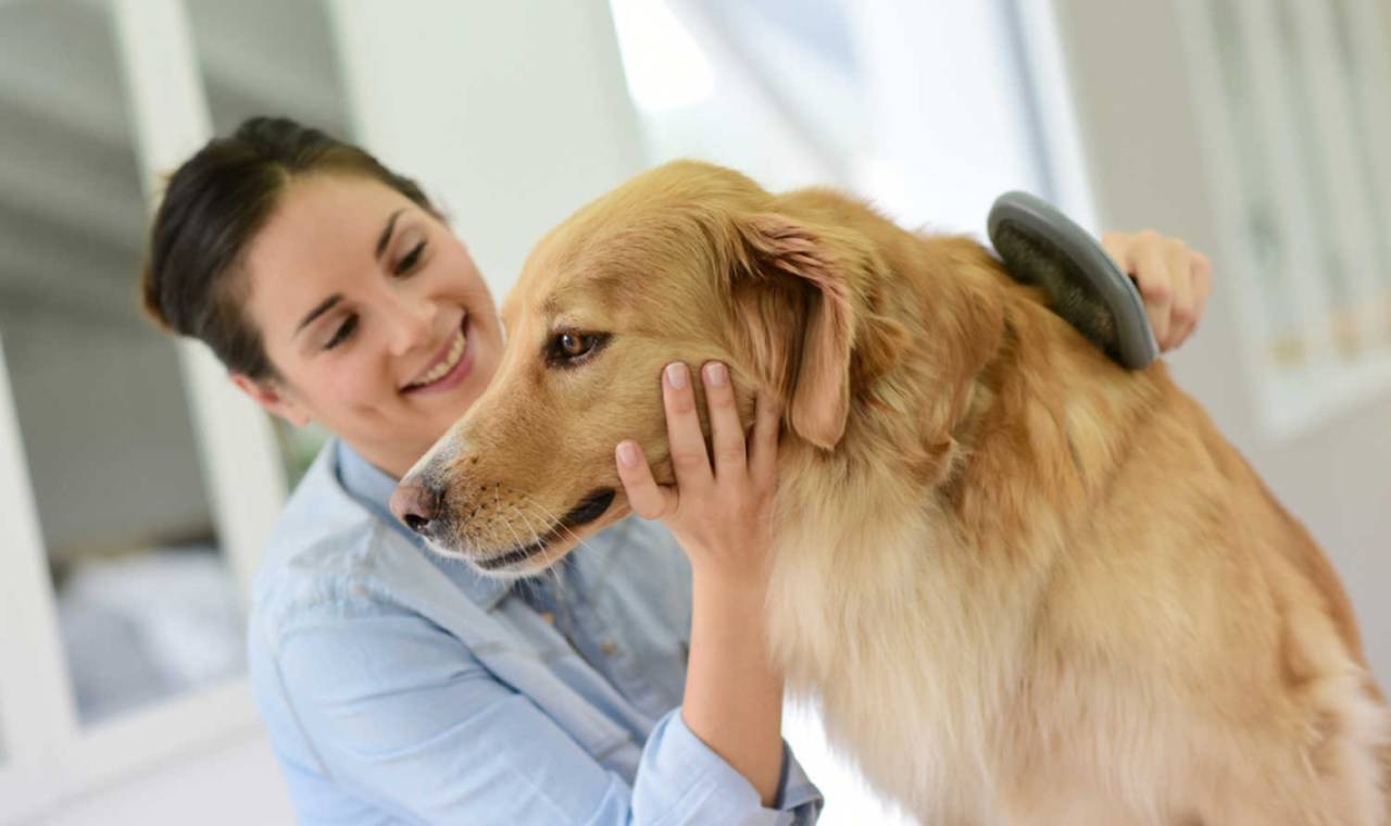 Brushing a dog