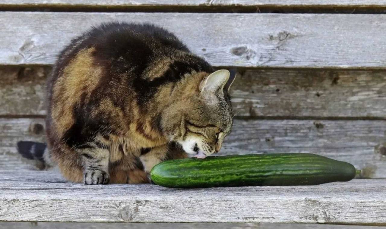 Cat and cucumber