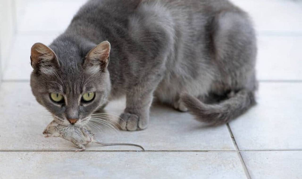 Cat carrying a dead mouse