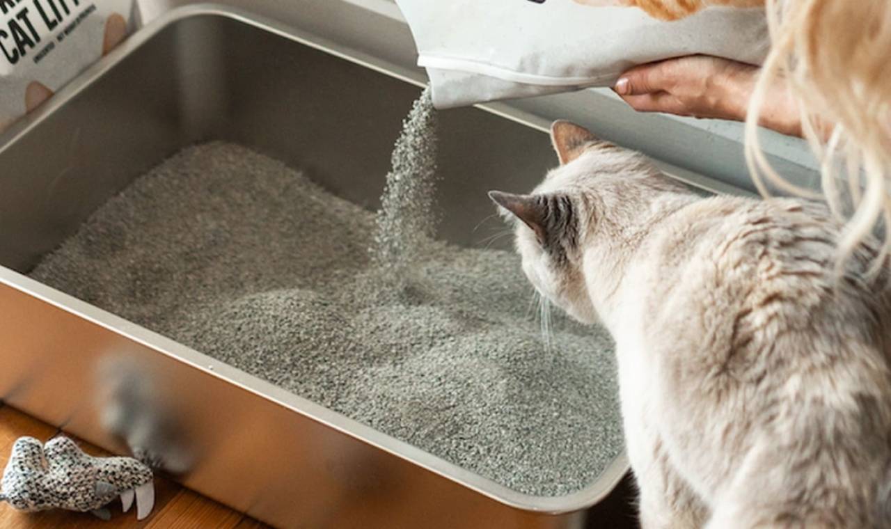 Changing cat litter