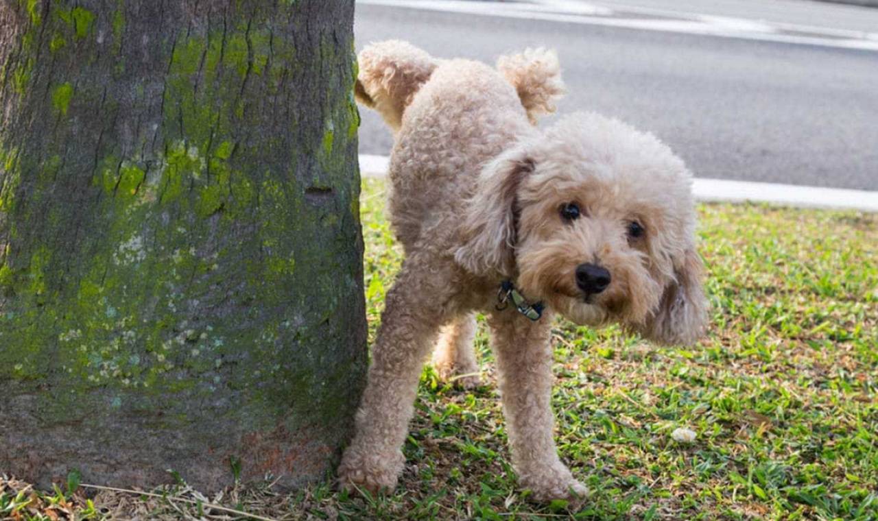 Dog pees on the tree