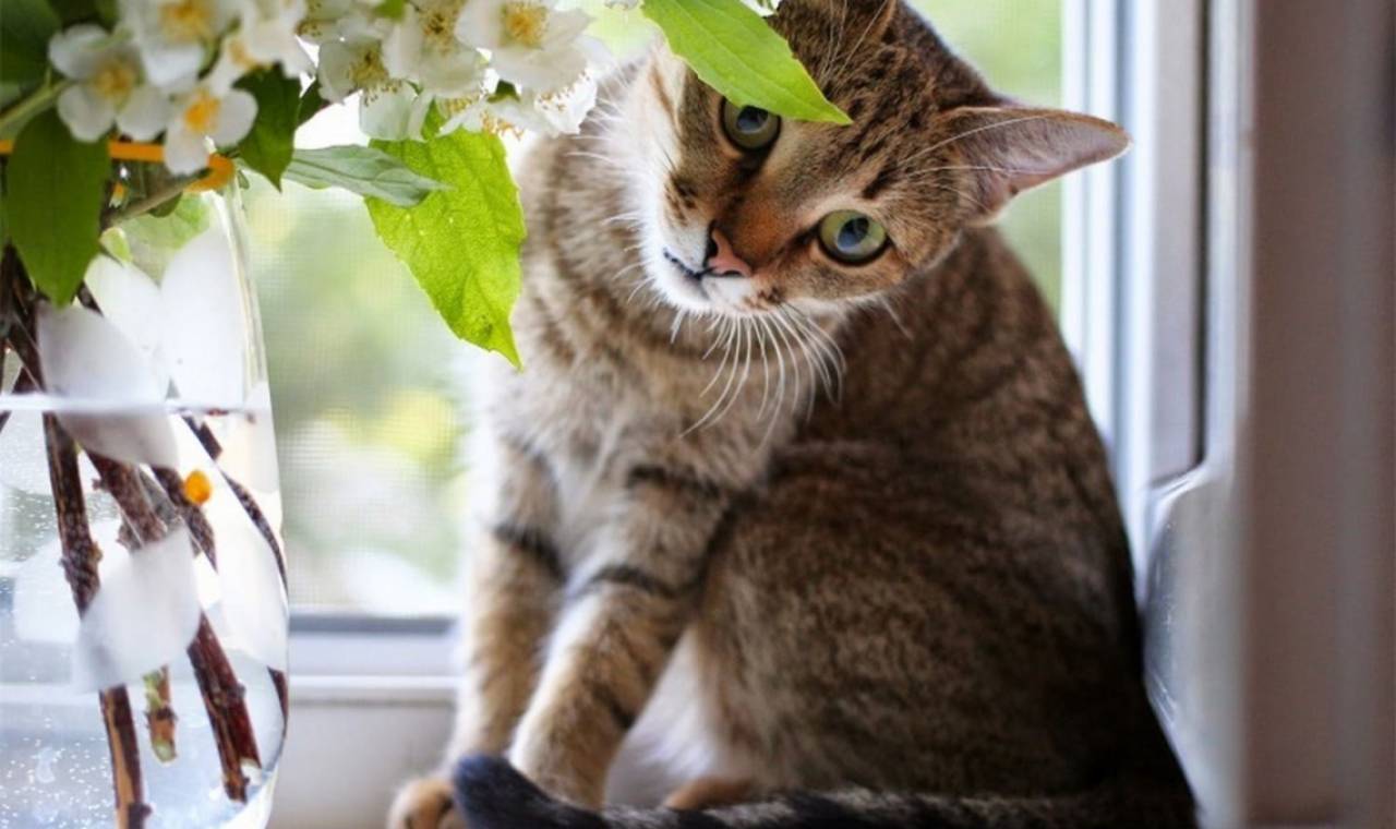 Cat near the plant