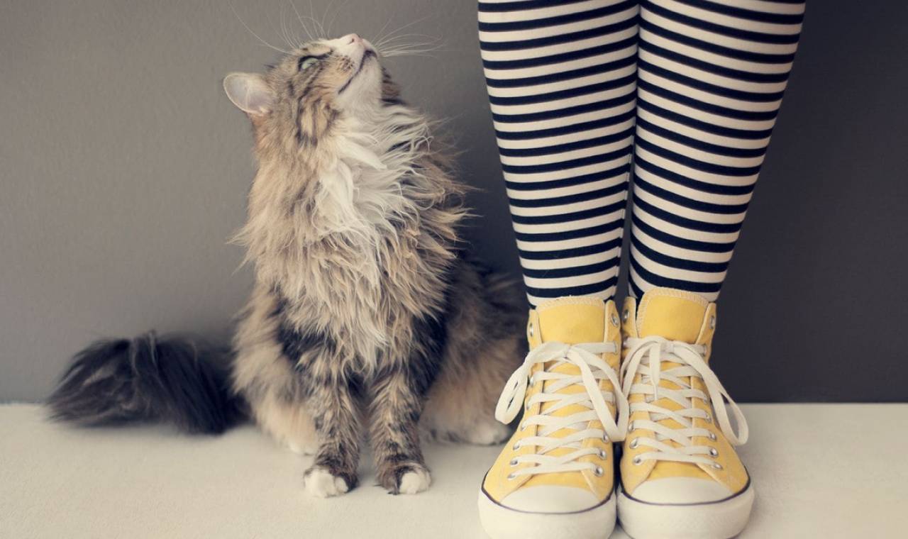 Cat and human legs