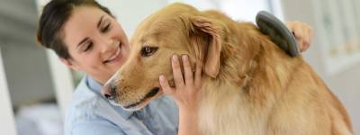 Brushing a dog