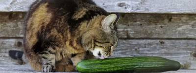 Cat and cucumber