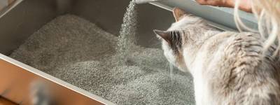 Changing cat litter